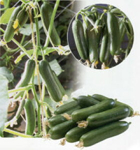 [m 100 ӉZ LE イ y_c_   ^l zyʏ5{ 5̂̓|Cg10{z