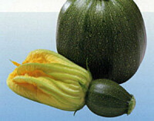 ubNGbO 100 YbL[j [Ɂy_c_   ^l zyʏ5{ 5̂̓|Cg10{z