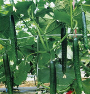 PI 100 ӉZ LE イyvČ琬   ^lzyʏ5{ 5̂̓|Cg10{z