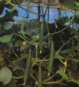 ߐ2 350 ӉZ LE イyvČ琬   ^lzyʏ5{ 5̂̓|Cg10{z