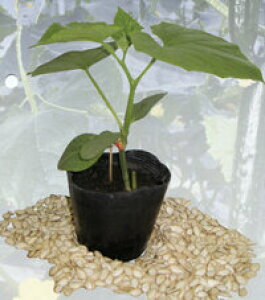  100  _CM yvČ琬   ^lzyʏ5{ 5̂̓|Cg10{z