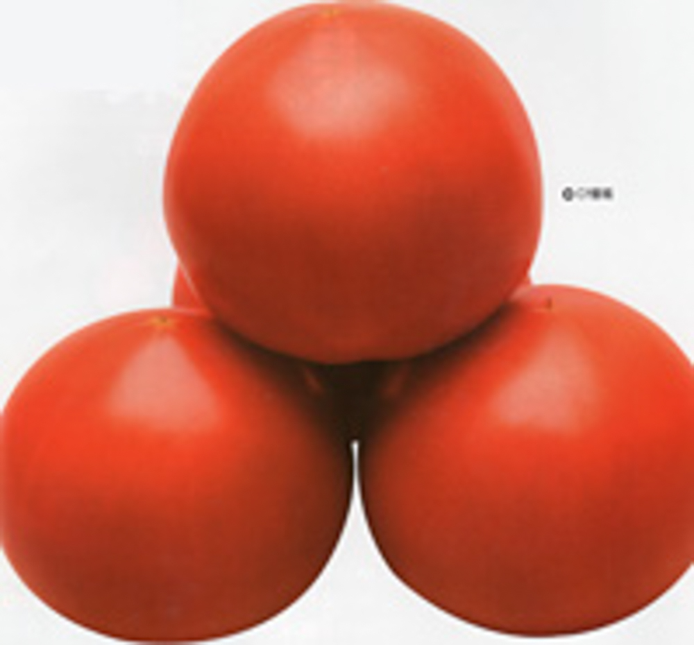 Cf優福 1000粒 トマト とまと 蕃茄【カネコ種苗 種 たね タネ 】【通常5倍 5のつく日はポイント10倍】 | 全国種苗出荷センター