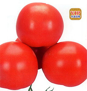 SRʕ 100 g}g Ƃ܂ ׉ցyJlRc   ^l zyʏ5{ 5̂̓|Cg10{z