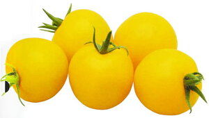 CG[z[v 1000 g}g Ƃ܂ ׉ցyJlRc   ^l zyʏ5{ 5̂̓|Cg10{z