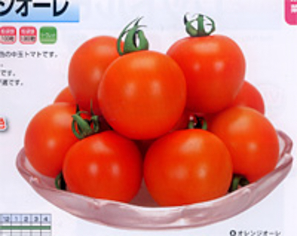 苗 トマト - 種の人気商品・通販・価格比較 - 価格.com