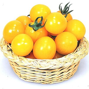 CG[~~ xbg600 g}g Ƃ܂ ׉ցyJlRc   ^l zyʏ5{ 5̂̓|Cg10{z