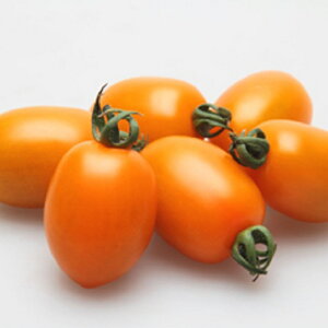 LhCg 1000 g}g Ƃ܂ ׉ցyJlRc   ^l zyʏ5{ 5̂̓|Cg10{z