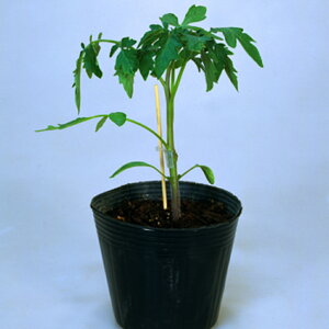 [tG[X 1000  _CM yJlRc   ^l zyʏ5{ 5̂̓|Cg10{z