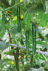 ق 121 350 ӉZ LE イyJlRc   ^l zyʏ5{ 5̂̓|Cg10{z