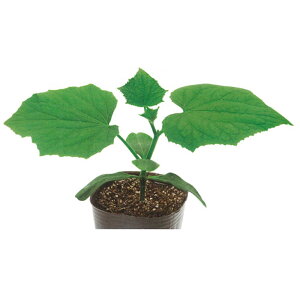 lIog[ 350  _CM yJlRc   ^l zyʏ5{ 5̂̓|Cg10{z