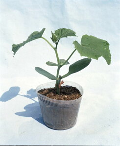 SԂ 1L  _CM yJlRc   ^l zyʏ5{ 5̂̓|Cg10{z