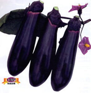 单c 2000 iX Ȃ ֎qyJlRc   ^l zyʏ5{ 5̂̓|Cg10{z