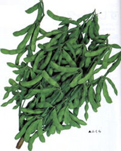 ӂ 1L } ܂ G_}yJlRc   ^l zyʏ5{ 5̂̓|Cg10{z