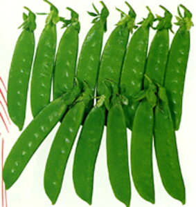 ͂܂ 1L ₦ǂ TGhE 氓yJlRc   ^l zyʏ5{ 5̂̓|Cg10{z