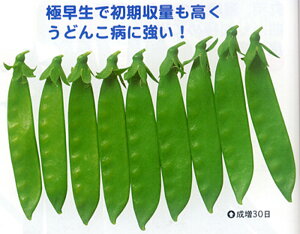 30 1L ₦ǂ TGhE 氓yJlRc   ^l zyʏ5{ 5̂̓|Cg10{z