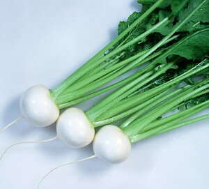 ~̏ 20ml  Ju yJlRc   ^l zyʏ5{ 5̂̓|Cg10{z