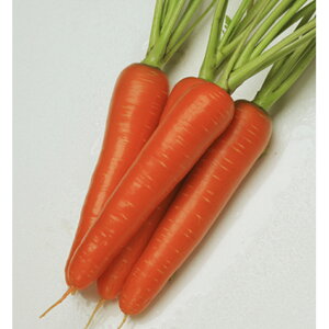 g启 2dl jW ɂ񂶂 lQyJlRc   ^l zyʏ5{ 5̂̓|Cg10{z