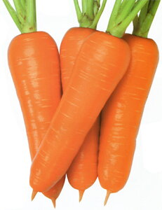 ݌ܐ 2dl jW ɂ񂶂 lQyJlRc   ^l zyʏ5{ 5̂̓|Cg10{z