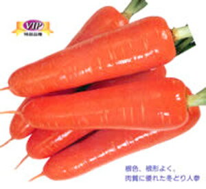 ЂƂ݌ܐ ybg10000 jW ɂ񂶂 lQyJlRc   ^l zyʏ5{ 5̂̓|Cg10{z