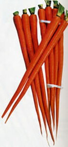 TV 1dl jW ɂ񂶂 lQyJlRc   ^l zyʏ5{ 5̂̓|Cg10{z