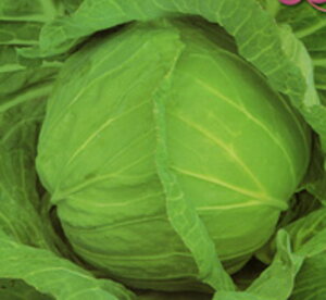 V PVP 2500 LxcyJlRc   ^l zyʏ5{ 5̂̓|Cg10{z