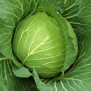  2500 LxcyJlRc   ^l zyʏ5{ 5̂̓|Cg10{z