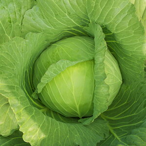  ybg5000 LxcyJlRc   ^l zyʏ5{ 5̂̓|Cg10{z