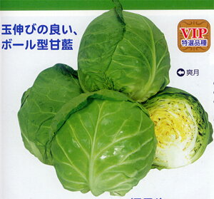 u ybg5000 LxcyJlRc   ^l zyʏ5{ 5̂̓|Cg10{z