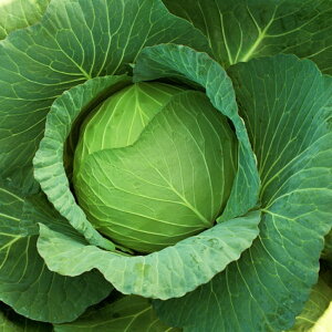 YRĐ 20ml LxcyJlRc   ^l zyʏ5{ 5̂̓|Cg10{z