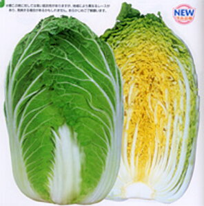 ]90 20ml  nNTC ͂yJlRc   ^l zyʏ5{ 5̂̓|Cg10{z