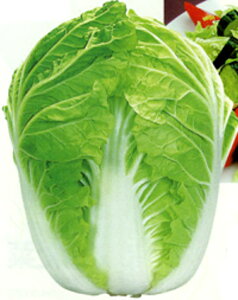 Ɉ 10ml  nNTC ͂yJlRc   ^l zyʏ5{ 5̂̓|Cg10{z