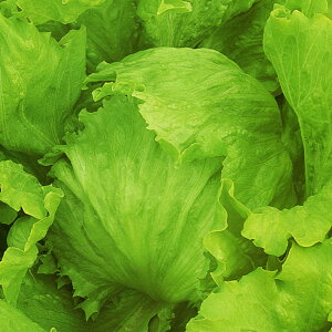 WFg PVP ybg5000 ^XyJlRc   ^l zyʏ5{ 5̂̓|Cg10{z