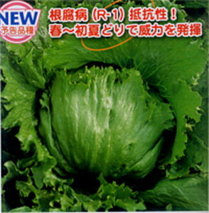 VfB ybg5000 ^XyJlRc   ^l zyʏ5{ 5̂̓|Cg10{z