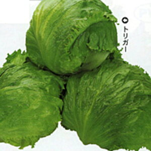 gK[ PVP ybg5000 ^XyJlRc   ^l zyʏ5{ 5̂̓|Cg10{z