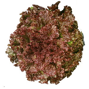 Tj[[Y PVP ybg5000 ^XyJlRc   ^l zyʏ5{ 5̂̓|Cg10{z