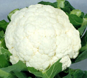 �Ⴞ��� 20ml �J���t�����[�y�J�l�R��c �� ���� �^�l �z�y�ʏ�5�{ 5�̂����̓|�C���g10�{�z