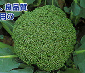 �������Q 20ml �u���b�R���[�y�J�l�R��c �� ���� �^�l �z�y�ʏ�5�{ 5�̂����̓|�C���g10�{�z