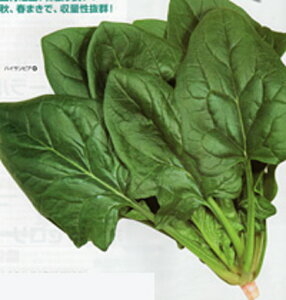 nCTsA M30000 ق @@ zE\E ق񂻂yJlRc   ^l zyʏ5{ 5̂̓|Cg10{z