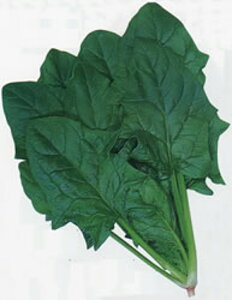 O[z[v M30000 ق @@ zE\E ق񂻂yJlRc   ^l zyʏ5{ 5̂̓|Cg10{z