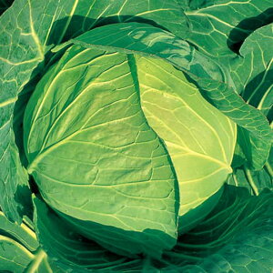 YR~ǂяH× 3000 Lxc ×  Jyc̎   ^lzyʏ5{ 5̂̓|Cg10{z