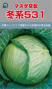 �~�n531�×� �R�[�g(5000��) �L���x�c �×� ������ �J�������y���c�̎�� �� ���� �^�l�z�y�ʏ�5�{ 5�̂����̓|�C���g10�{�z