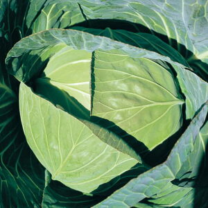 YR⎟Y× R[g(5000) Lxc ×  Jyc̎   ^lzyʏ5{ 5̂̓|Cg10{z