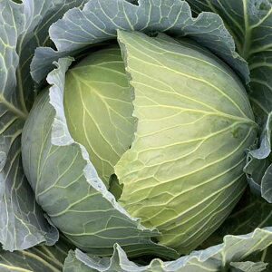 Ӓ~982× R[g(5000) Lxc ×  Jyc̎   ^lzyʏ5{ 5̂̓|Cg10{z