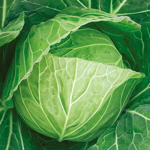 YRtn305× 20ml Lxc ×  Jyc̎   ^lzyʏ5{ 5̂̓|Cg10{z