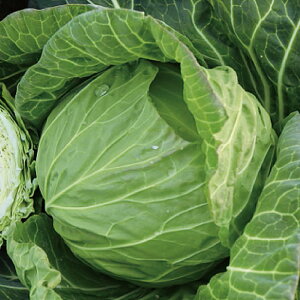 ゴールド2011甘藍 コート(5000粒) キャベツ 甘藍 かんらん カンラン【増田採種場 種 たね タネ】【通常5倍 5のつく日はポイント10倍】