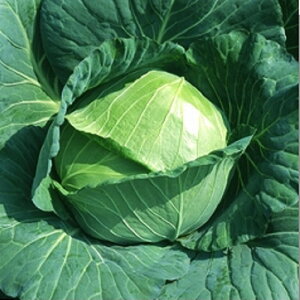 P 20ml  LxcyB݂   ^lzyʏ5{ 5̂̓|Cg10{z