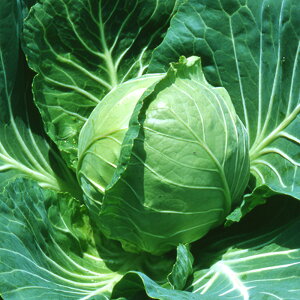 HO-10 2000 LxcyB݂   ^lzyʏ5{ 5̂̓|Cg10{z