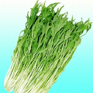 ݂ ybg 5000  ~Yi ݂ȁyB݂   ^lzyʏ5{ 5̂̓|Cg10{z