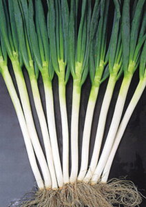  2dl  K lM ˂yB݂   ^lzyʏ5{ 5̂̓|Cg10{z