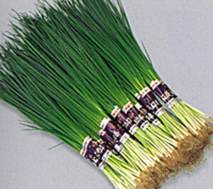 lM 1L  K lM ˂yB݂   ^lzyʏ5{ 5̂̓|Cg10{z